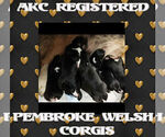 Small Photo #3 Pembroke Welsh Corgi Puppy For Sale in LOGAN, NM, USA