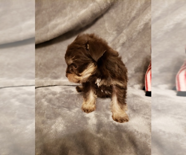 Medium Photo #5 Schnauzer (Miniature) Puppy For Sale in FAYETTEVILLE, NC, USA