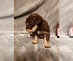 Small Photo #5 Schnauzer (Miniature) Puppy For Sale in FAYETTEVILLE, NC, USA