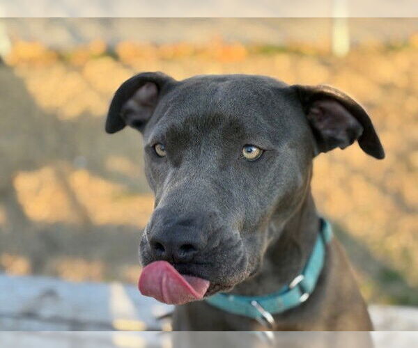 Medium Photo #1 Mutt Puppy For Sale in Tulsa, OK, USA