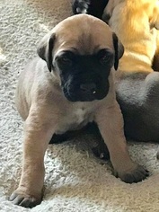 Daniff Puppy for sale in CALIFORNIA, MO, USA