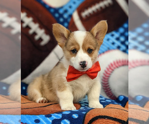 Pembroke Welsh Corgi Puppy for sale in GLEN ROCK, PA, USA