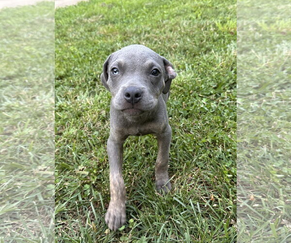 Medium Photo #4 American Staffordshire Terrier-Weimaraner Mix Puppy For Sale in Ball Ground, GA, USA