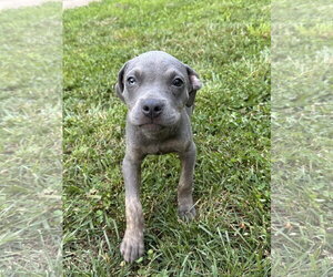 Myla - Female Unknown-Weimaraner Mix Dog for Adoption - Photo #4