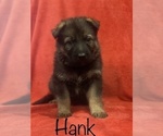 Small Photo #6 German Shepherd Dog Puppy For Sale in PARIS, TX, USA