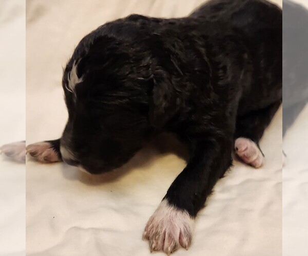 Medium Photo #3 F2 Aussiedoodle Puppy For Sale in COLUMBIA, TN, USA