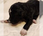 Small #2 F2 Aussiedoodle