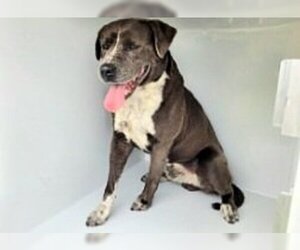 American Pit Bull Terrier-Staffordshire Bull Terrier Mix Dogs for adoption in Houston, TX, USA