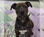 Small American Pit Bull Terrier Mix