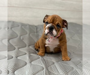 English Bulldog Puppy for sale in REVERE, MA, USA