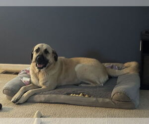 Anatolian Shepherd-Unknown Mix Dogs for adoption in Plainfield, IL, USA
