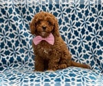 Small Photo #3 Cavapoo-Poodle (Toy) Mix Puppy For Sale in LAKELAND, FL, USA
