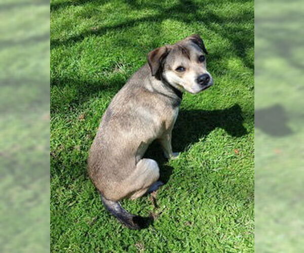 Medium Photo #2 Labrador Retriever-Unknown Mix Puppy For Sale in The Woodlands, TX, USA