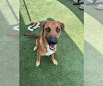 Small #2 Black Mouth Cur Mix