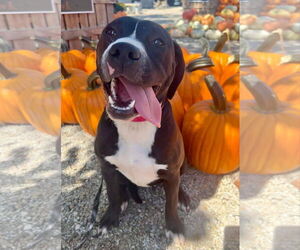 American Pit Bull Terrier-Unknown Mix Dogs for adoption in Germantown, OH, USA