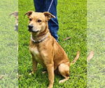 Small #5 Labrador Retriever Mix