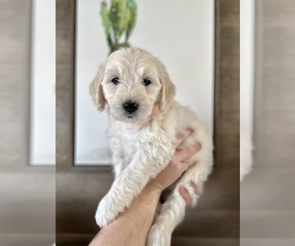 Medium Photo #1 Goldendoodle Puppy For Sale in ABILENE, TX, USA