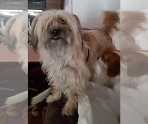 Chyna - Female Maltipoo (Miniature) Dog for Adoption - Photo #12