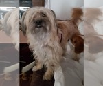 Small Photo #12 Maltipoo (Miniature) Puppy For Sale in Las Vegas, NV, USA
