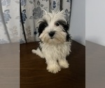 Image preview for Ad Listing. Nickname: Havanese puppie