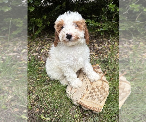 Medium Photo #3 Goldendoodle (Miniature) Puppy For Sale in MIDDLEBURY, IN, USA