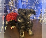Small #12 Schnauzer (Miniature)