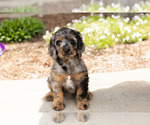 Small #1 Cocker Spaniel-Poodle (Miniature) Mix