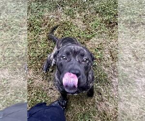 DA 13 Sonny - Male Mastiff-Unknown Mix Dog for Adoption - Photo #3