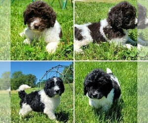 Newfoundland-Poodle (Standard) Mix Puppy for sale in SUMMERSVILLE, MO, USA