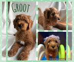 Puppy Groot Goldendoodle
