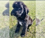 Small Photo #1 Goldendoodle Puppy For Sale in TROY, MO, USA