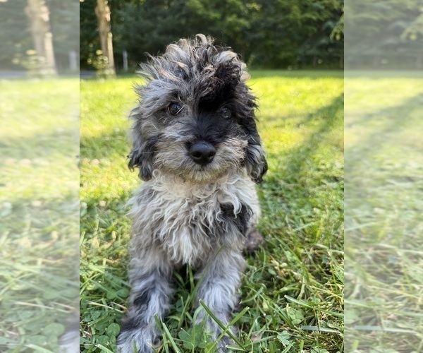 Medium Photo #63 Cavapoo (Miniature) Puppy For Sale in DURHAM, CT, USA