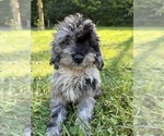 Small #62 Cavapoo (Miniature)