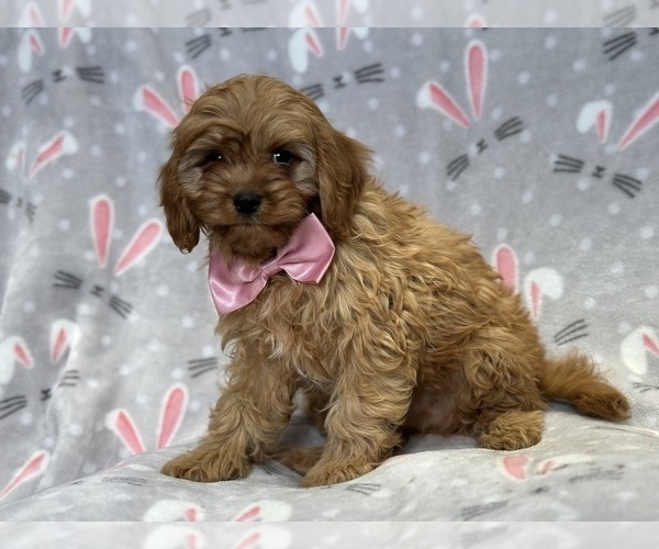 Medium Photo #4 Cavapoo Puppy For Sale in LAKELAND, FL, USA