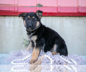 Medium German Shepherd Dog