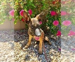 Small Photo #1 Belgian Malinois Puppy For Sale in PRESCOTT, AZ, USA