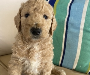 Goldendoodle Puppy for sale in HAINES CITY, FL, USA