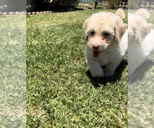 Goldendoodle Puppy for sale in LAKEWOOD, CA, USA
