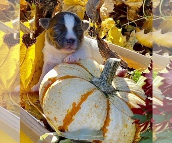 Medium Photo #10 Chihuahua Puppy For Sale in RAWSONVILLE, MI, USA