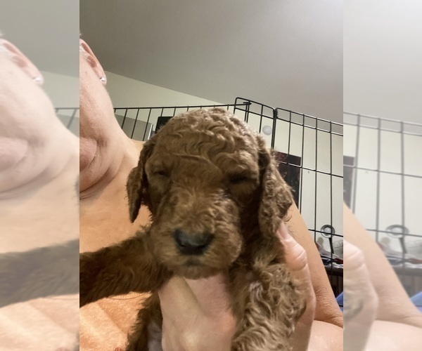 Medium Photo #8 Poodle (Standard) Puppy For Sale in BARTLETT, TX, USA