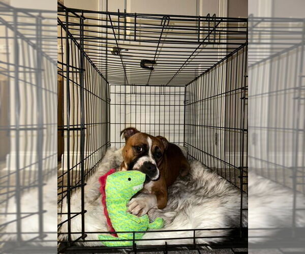 Medium Photo #10 American Staffordshire Terrier-Boxer Mix Puppy For Sale in Holly Springs, NC, USA