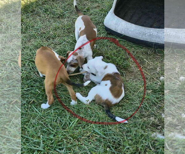 Medium Photo #3 Beagle-Unknown Mix Puppy For Sale in Stover, MO, USA