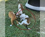 Small #2 Beagle Mix