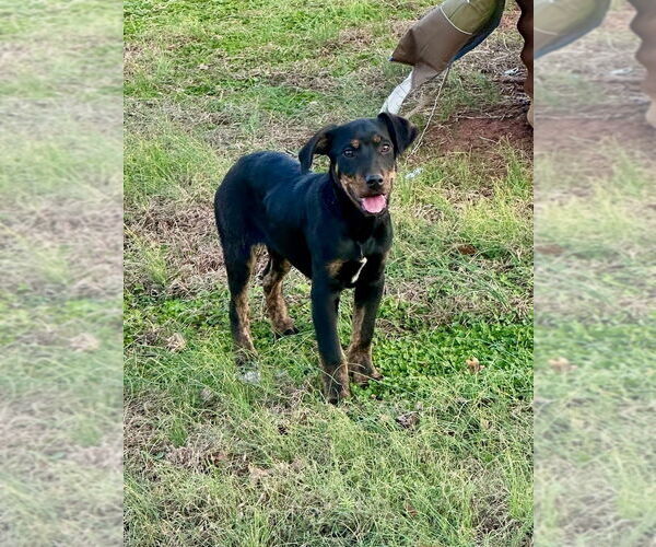 Medium Photo #5 Mutt Puppy For Sale in Mooresville, NC, USA