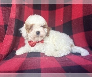 Cavapoo Puppy for sale in LAKELAND, FL, USA