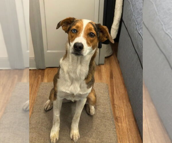 Medium Photo #2 Border-Aussie Puppy For Sale in Lake Forest, CA, USA