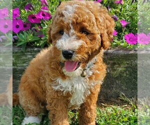 Miniature Labradoodle Puppy for sale in NEW PROVIDENCE, PA, USA