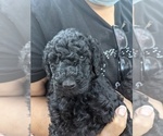 Small Photo #1 Poodle (Standard) Puppy For Sale in MENLO PARK, CA, USA