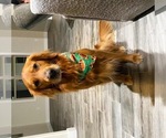 Small Photo #1 Golden Retriever Puppy For Sale in FORDLAND, MO, USA