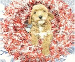 Puppy 3 Goldendoodle (Miniature)